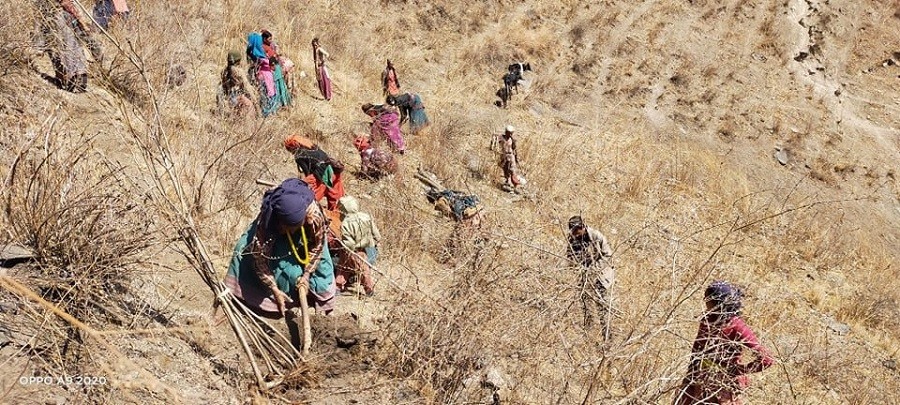 सर्केगाडका  स्थानीय महिलाद्धारा वृक्षारोपण